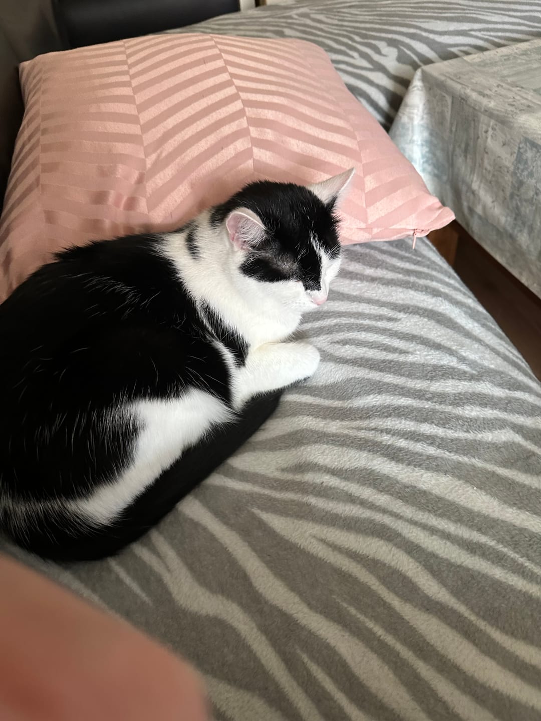 Customer photo review of Katzen Gesundheits Ratgeber von Majescats