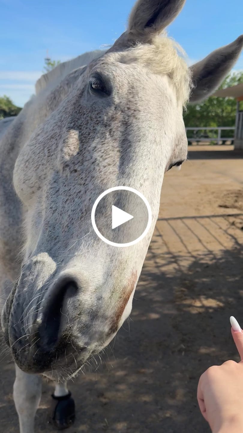 Customer video review of Allergietest Plus Pferd