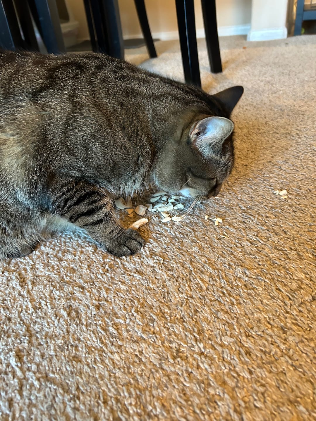 Customer photo review of Freeze Dried Chicken Treats