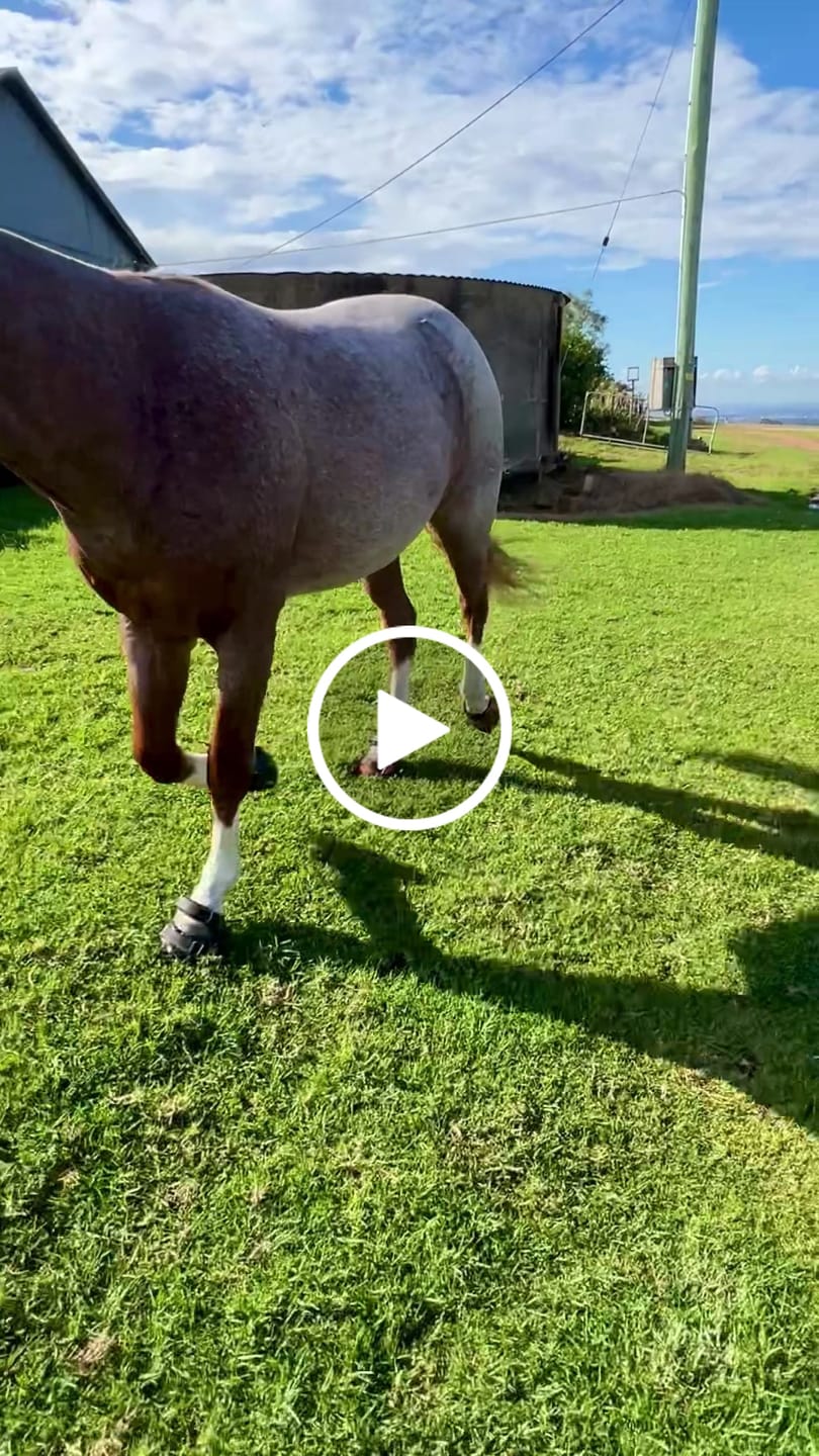 Customer video review of Renegade® Viper Shield™ Hoof Boots - Black Knight