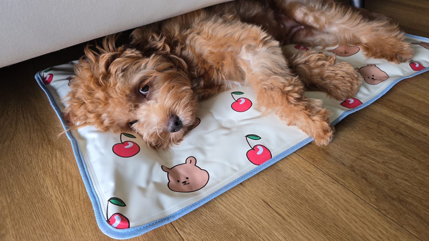 Customer photo review of My Buddy Cool Mat (NEW!)