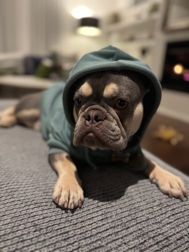 Customer photo review of Essential Dog Hoodies