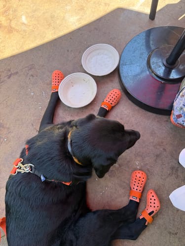 Customer photo review of WagWellies® Mojave Neon Orange
