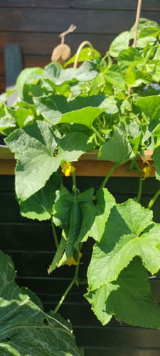 Customer photo review of Gurke ‘Tanja’