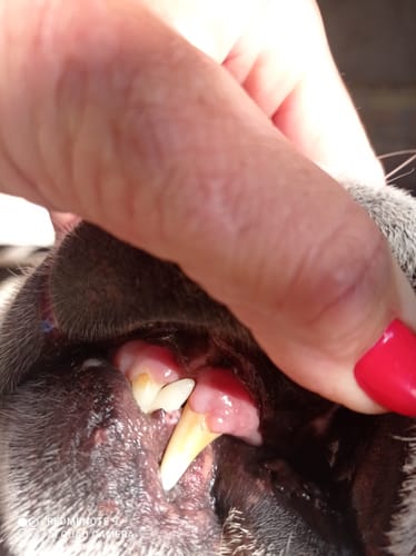 Customer photo review of DentalPaw Kutya és Macska Fogkő Eltávolító Fog és Szájápoló Gél