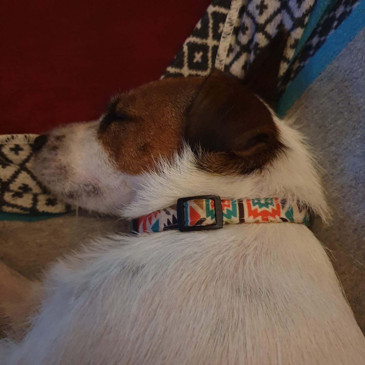 Customer photo review of Hundehalsband "Gipsy" mit Namen und Telefon graviert, Nylon Deco Style
