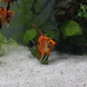 Customer photo review of Red Devil Angelfish