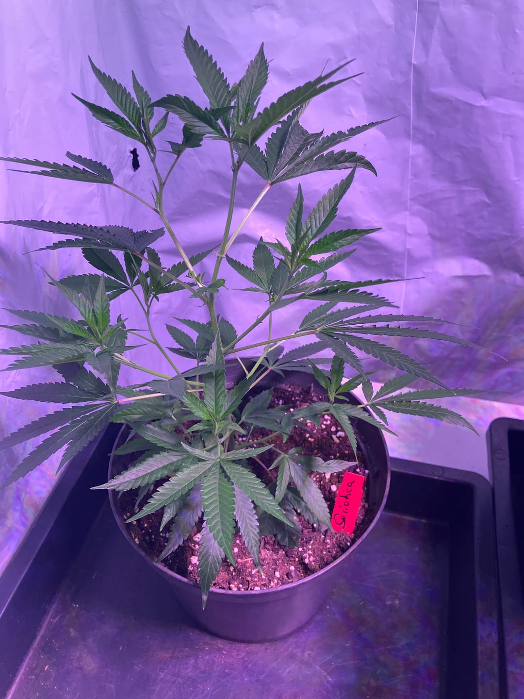 Customer photo review of Hanfsteckling | Seriotica