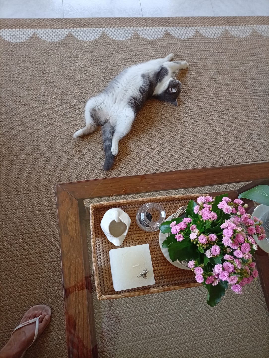 Customer photo review of Cat Adult