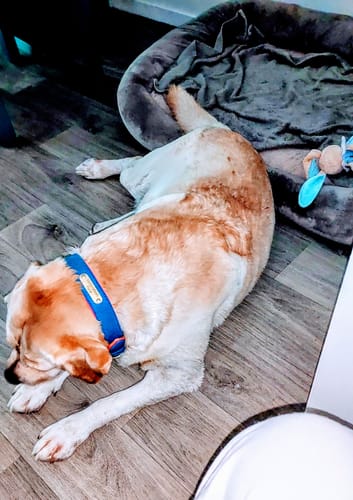 Customer photo review of Collier Luxueux pour Chien Personnalisé