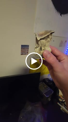 Customer video review of Non Detect Mushrooms