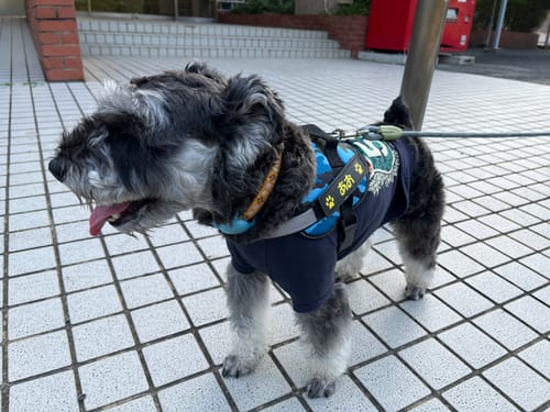 Customer photo review of FunFunPet 高機能ハーネス（お名前タグ作成サービス付き）