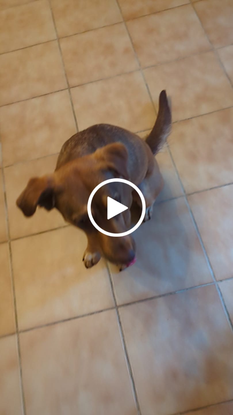 Customer video review of Complément anti-stress  | Chien
