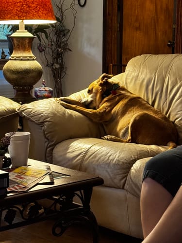 Customer photo review of Hip & Joint