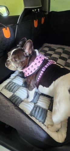 Customer photo review of RuffRover 2.0™ - Hard Bottom Back Seat Extender + (FREE Dog Bed)