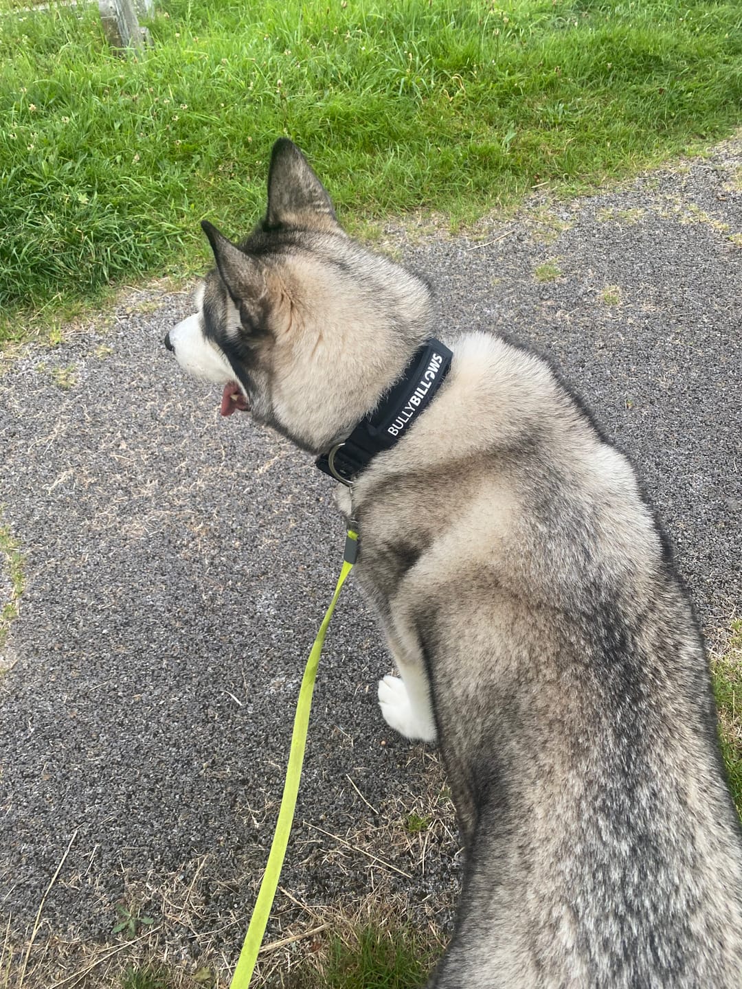 Customer photo review of 5cm Combat® Collar | With Handle & Secure Clip - Black