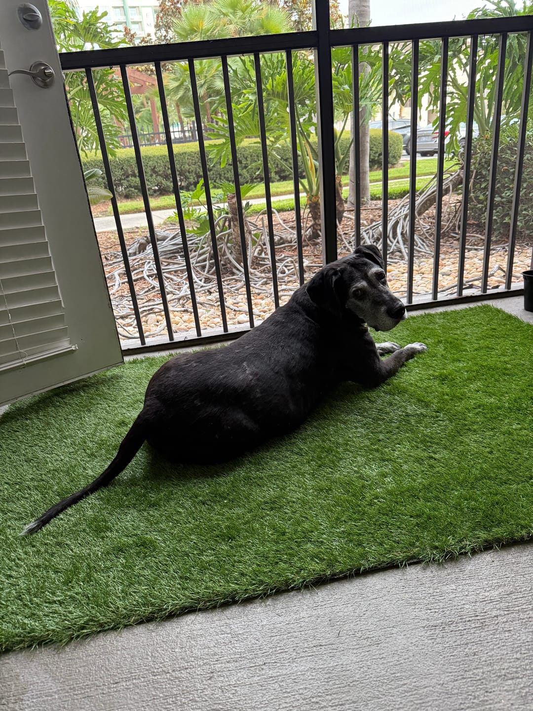 Customer photo review of Bark-Less Bites - XL Breed