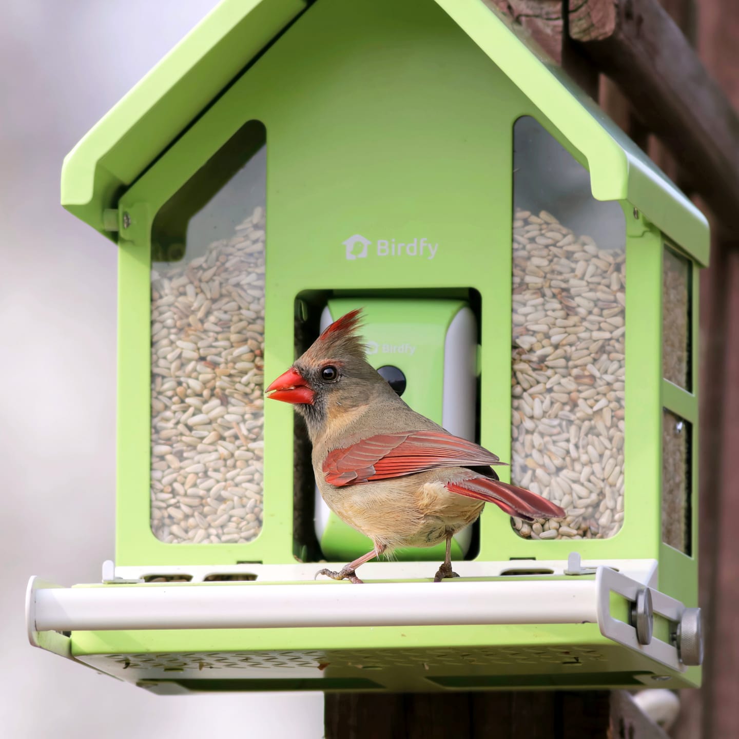 Customer photo review of Birdfy Feeder Metal - Smart Metal Feeder with Camera