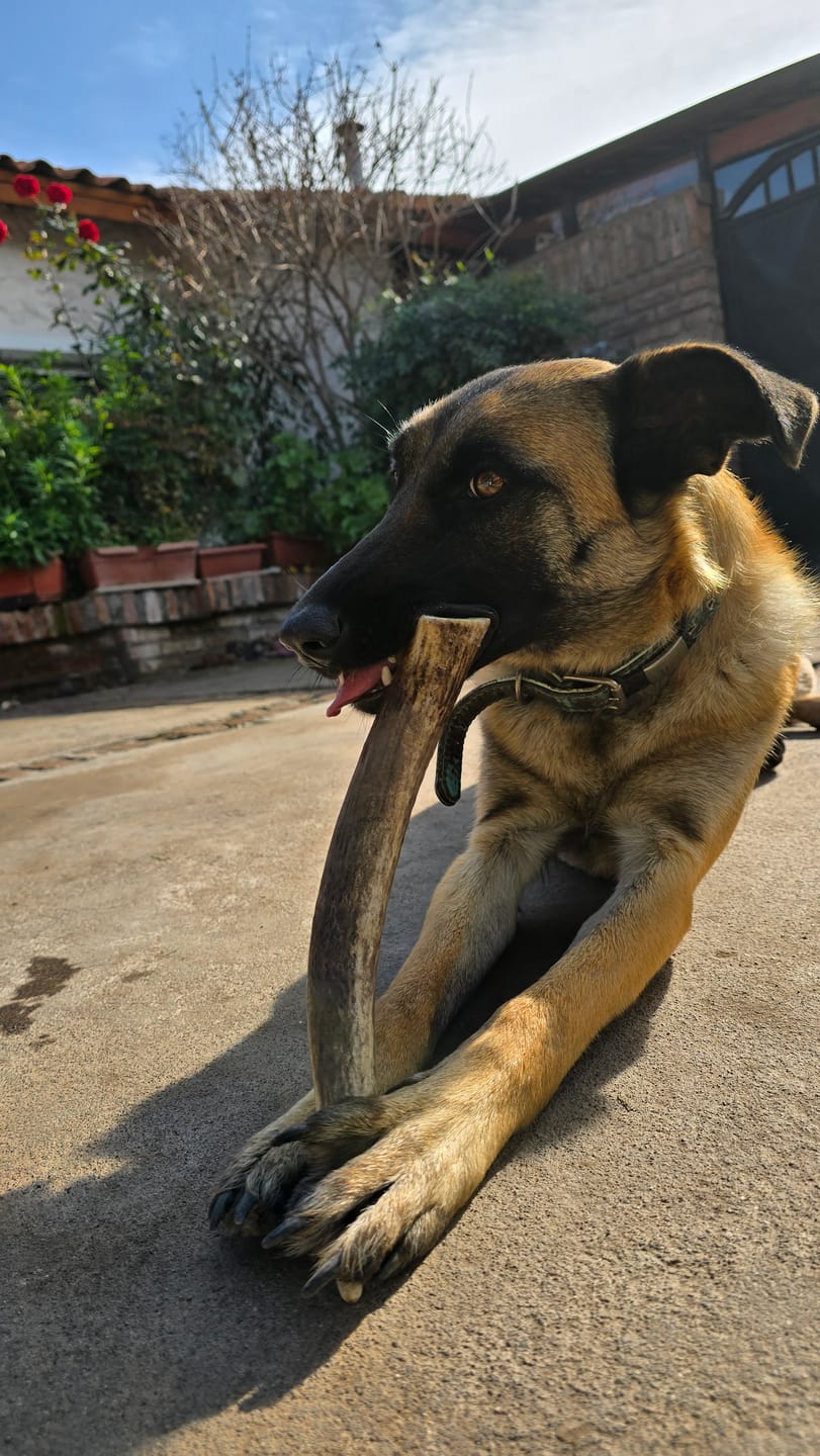 Customer photo review of Asta de ciervo para perros - Regular