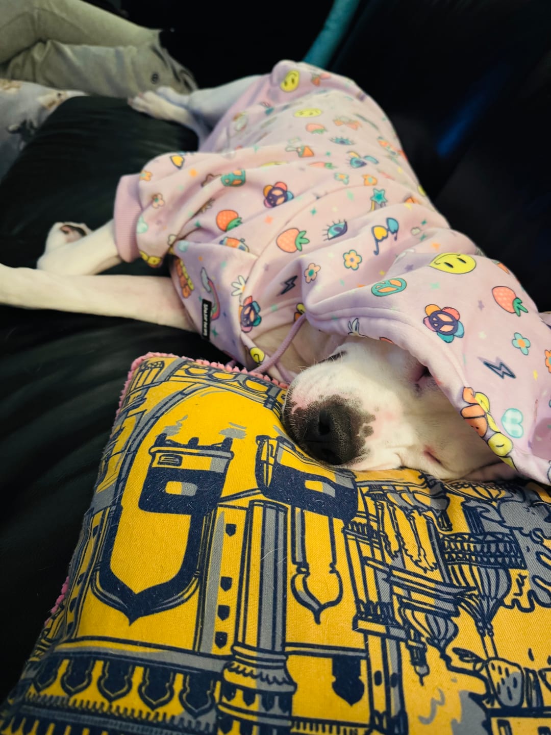 Customer photo review of Good Vibes Dog Hoodie - Purple