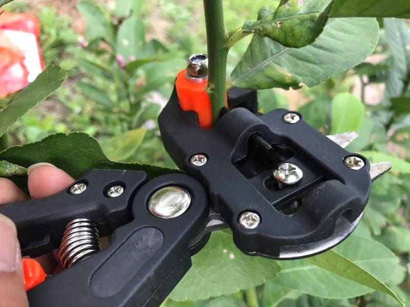 Customer photo review of GardenMate™ - Professional Grafting Tool