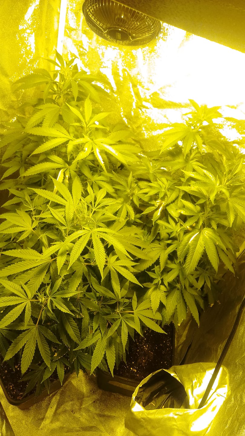 Customer photo review of Hanfstecklinge | Gorilla Zkittlez
