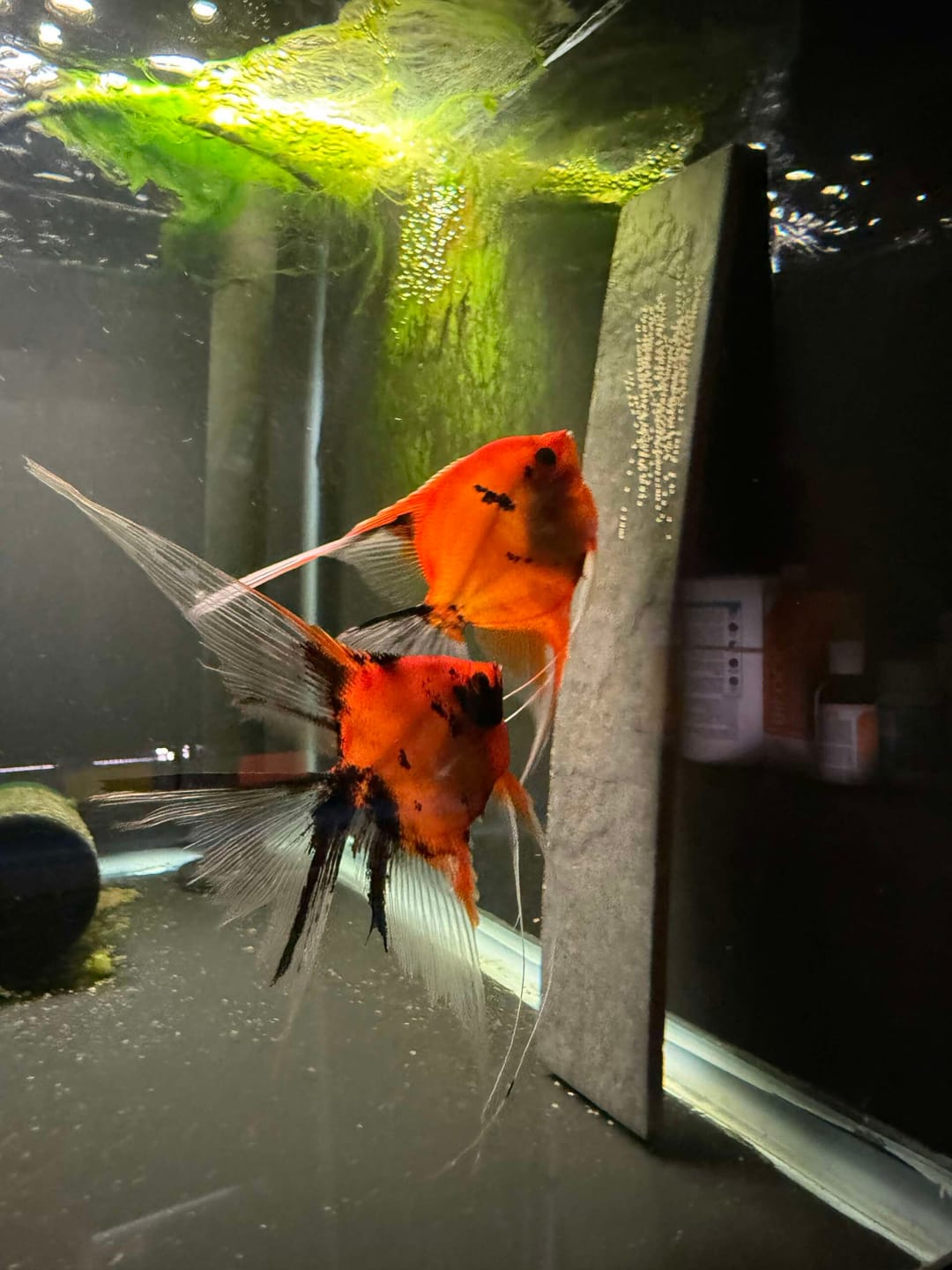 Customer photo review of Red Devil Angelfish