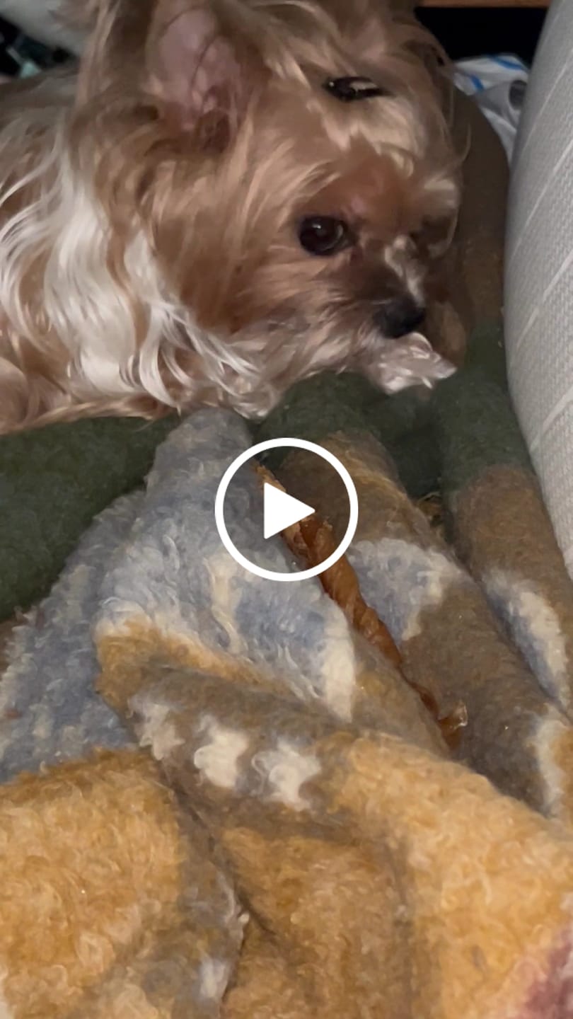 Customer video review of Chewy Ostrich Gizzard Strips: The Protein & Omega-3 Rich, Natural Dog Chew Treat
