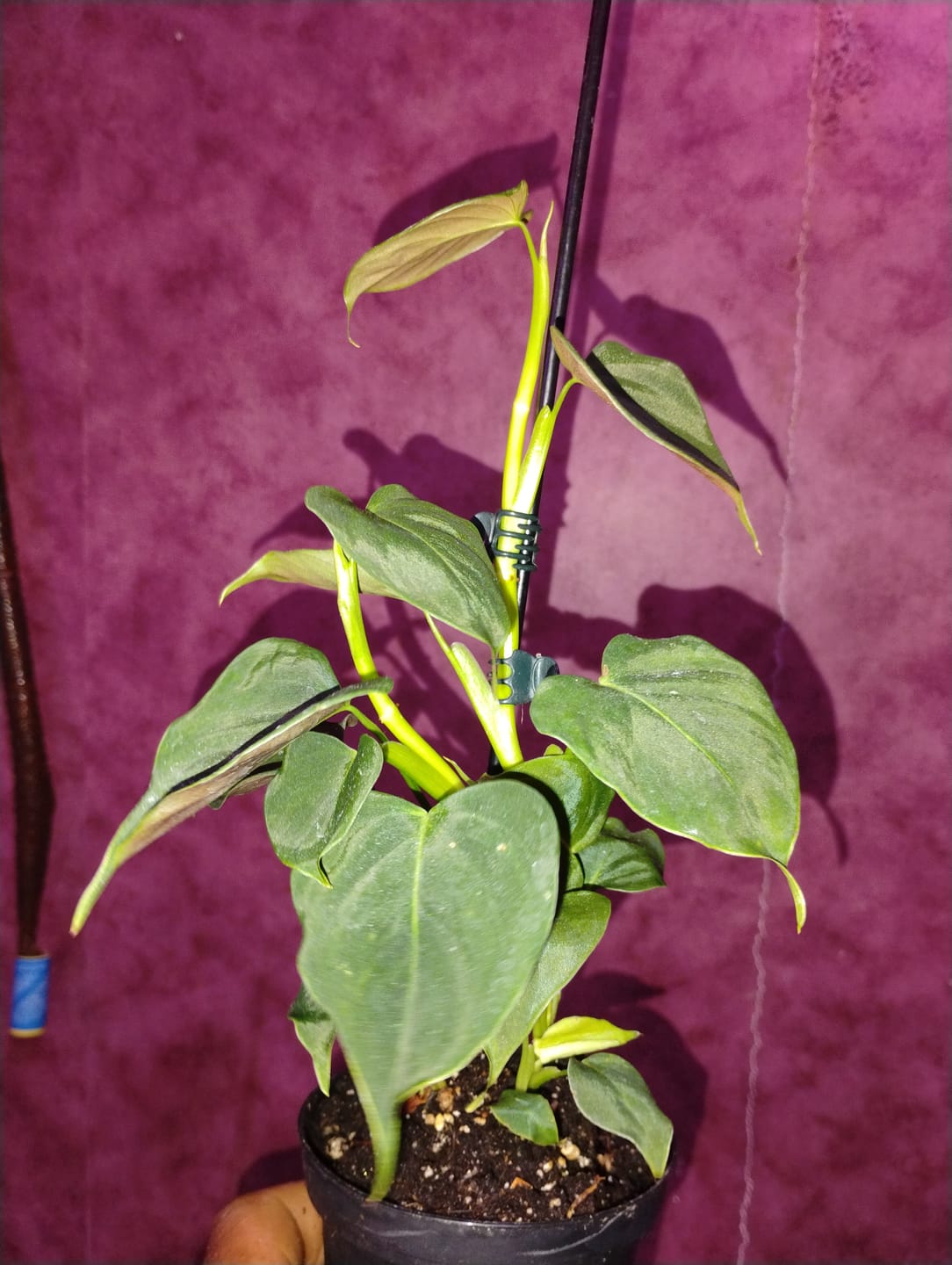 Customer photo review of Philodendron lupinum
