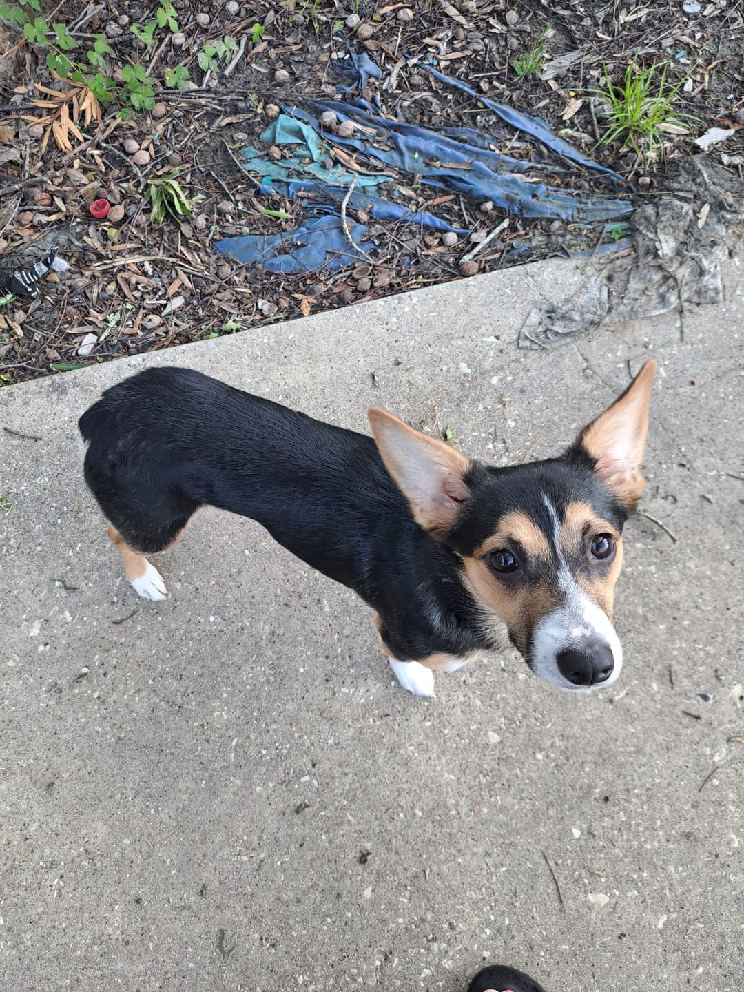 Customer photo review of Dog Healthy Skin & Coat Remedy