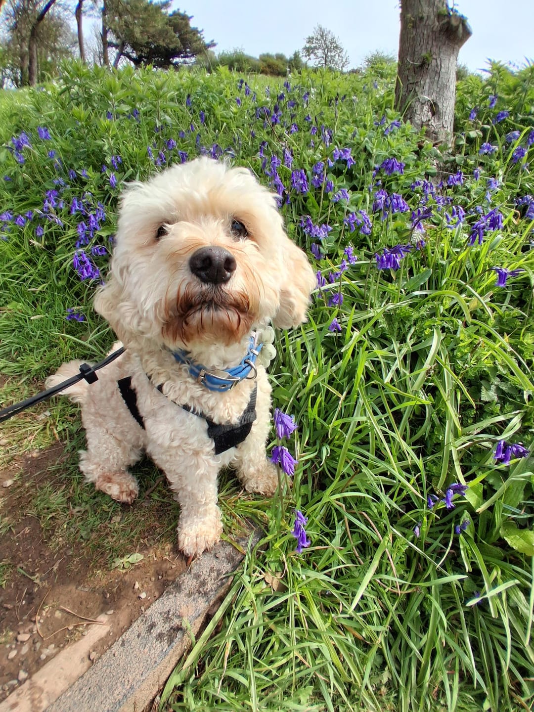 Customer photo review of Total Dental Care Supplement For Dogs