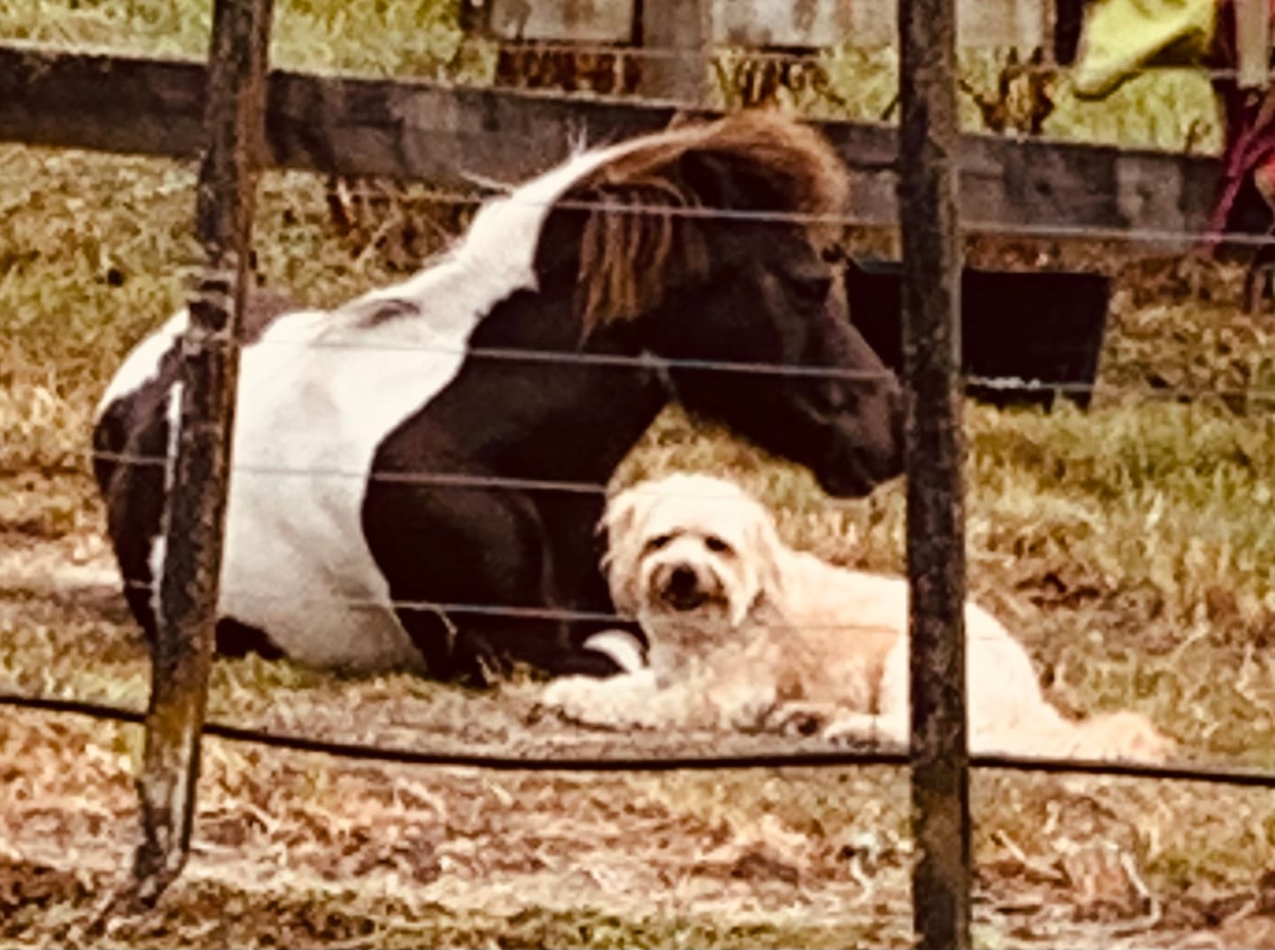 Customer photo review of Harvest Grains Harmonize Smart-Feed - Low GI | Grain Free