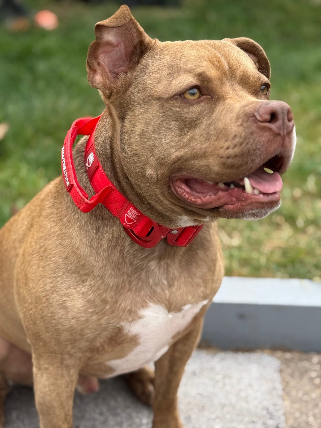 Customer photo review of 4cm LIGHTER Combat® Collar | Handle Rated Clip - Nottingham Forest