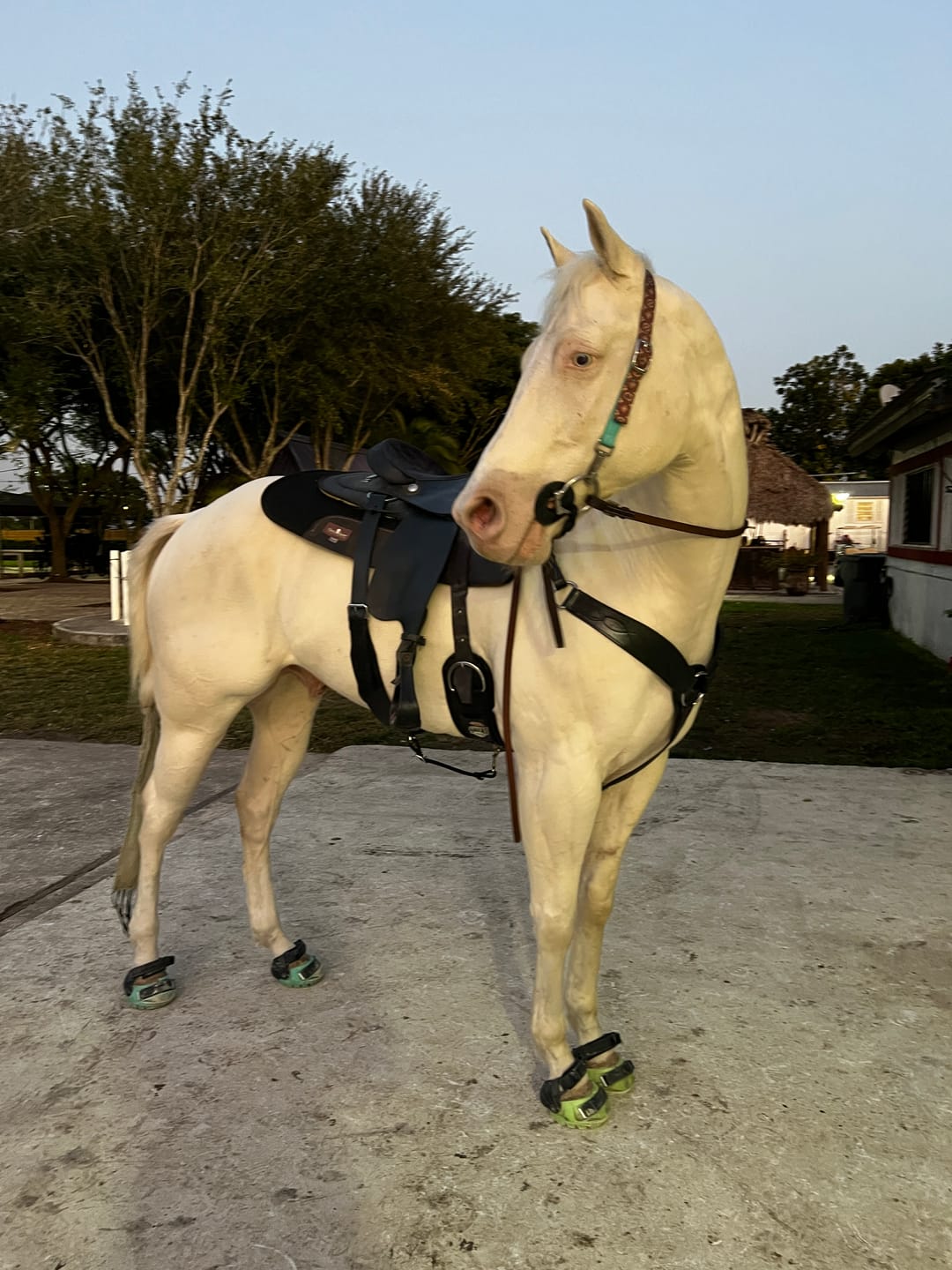 Customer photo review of Renegade® Viper Glow™ Hoof Boots - Atomic Green