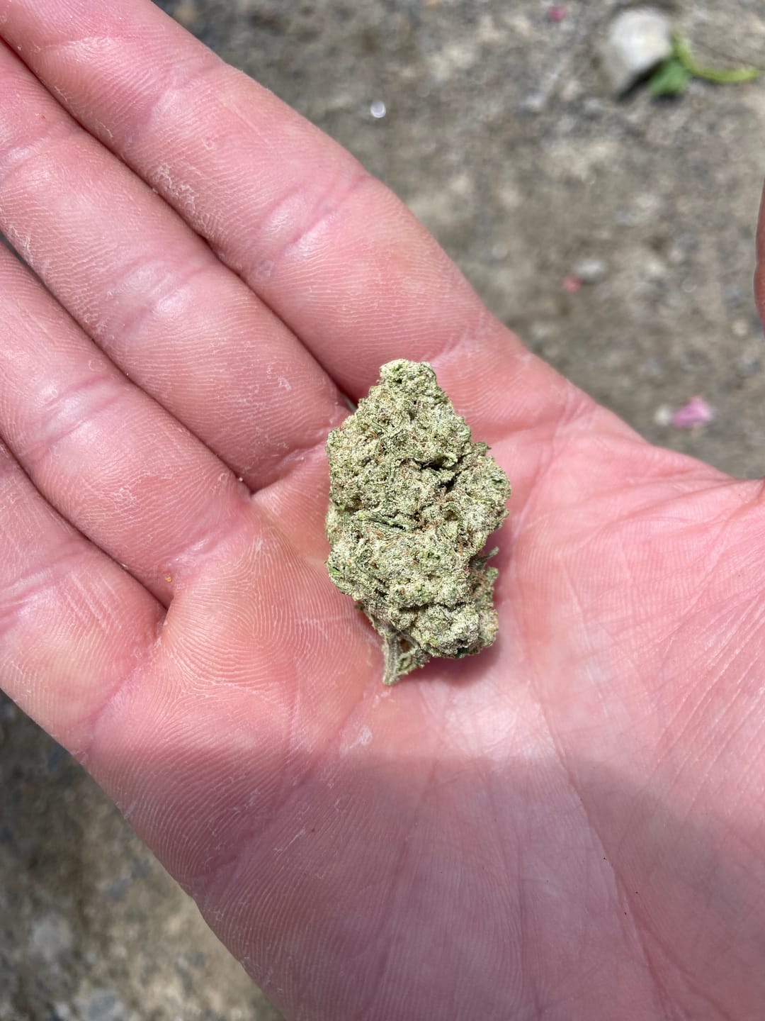 Customer photo review of THCA FLOWER – SNOW CAPS 7G
