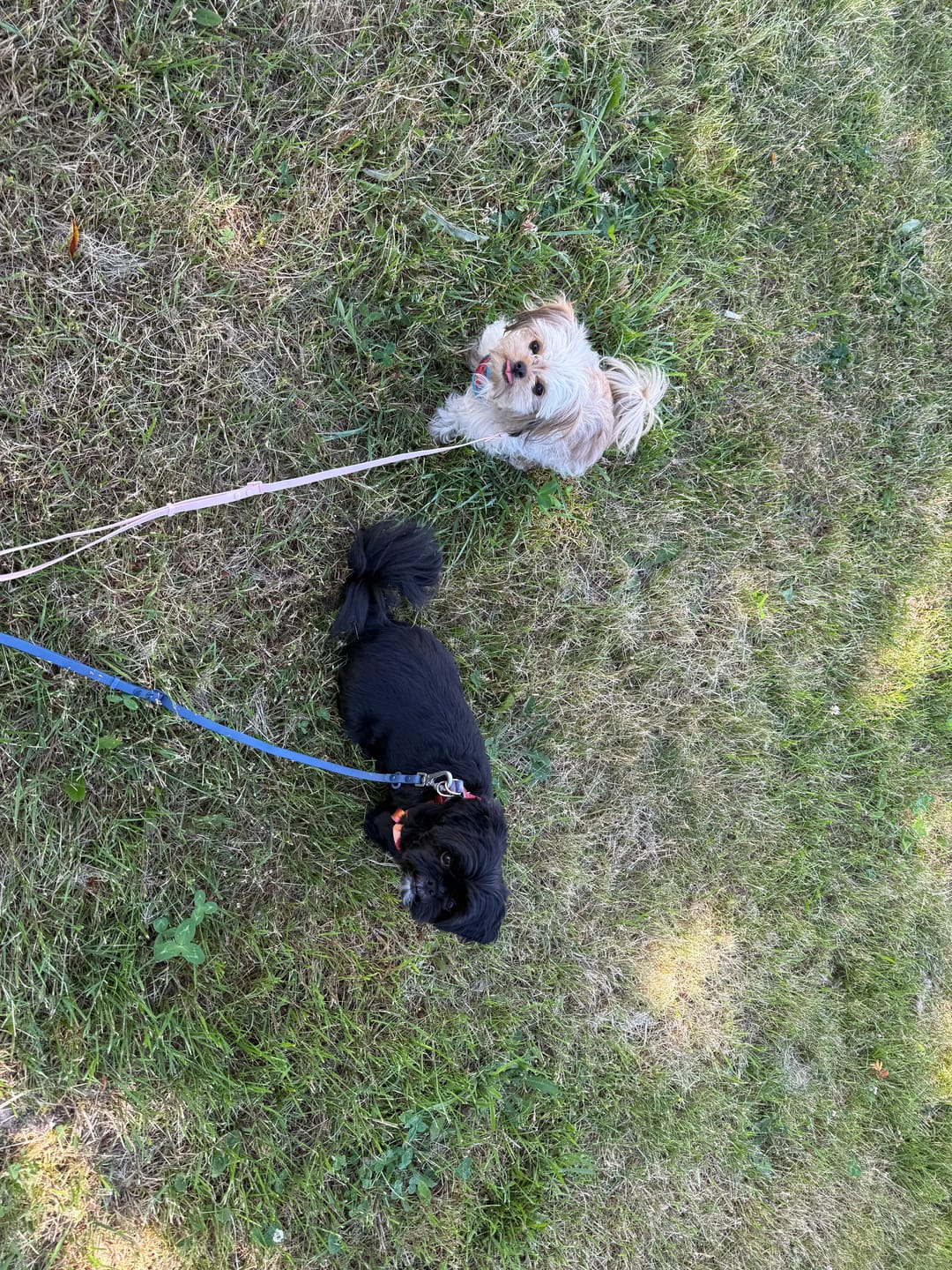 Customer photo review of Solace Waterproof Multi-Dog Connector / Traffic Handle