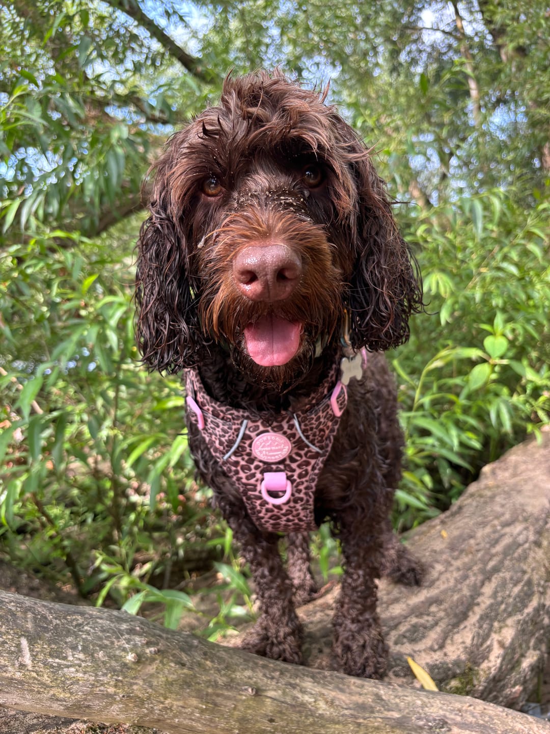 Customer photo review of Tough Trails™ Harness -  Leopard Print