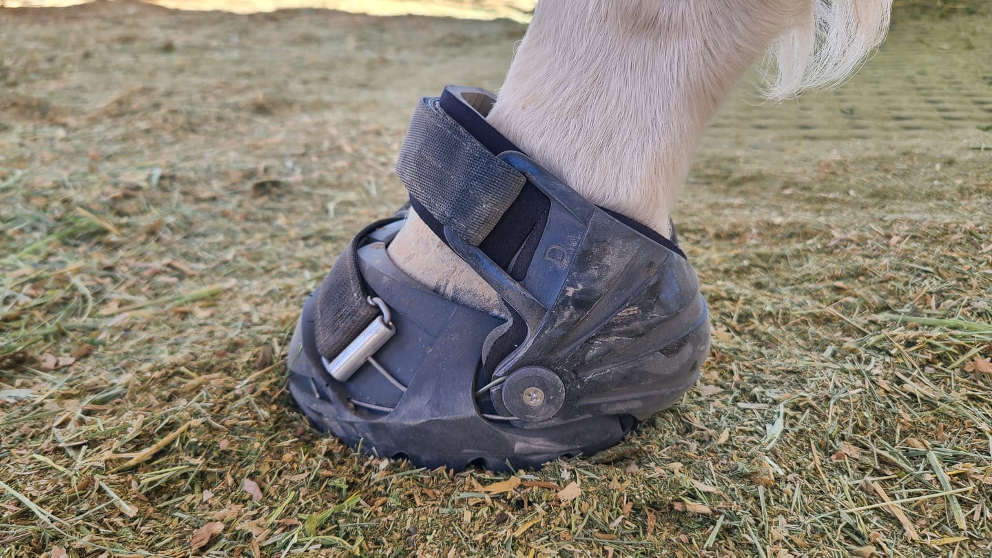 Customer photo review of Renegade® Viper Shield™ Hoof Boots - Black Knight