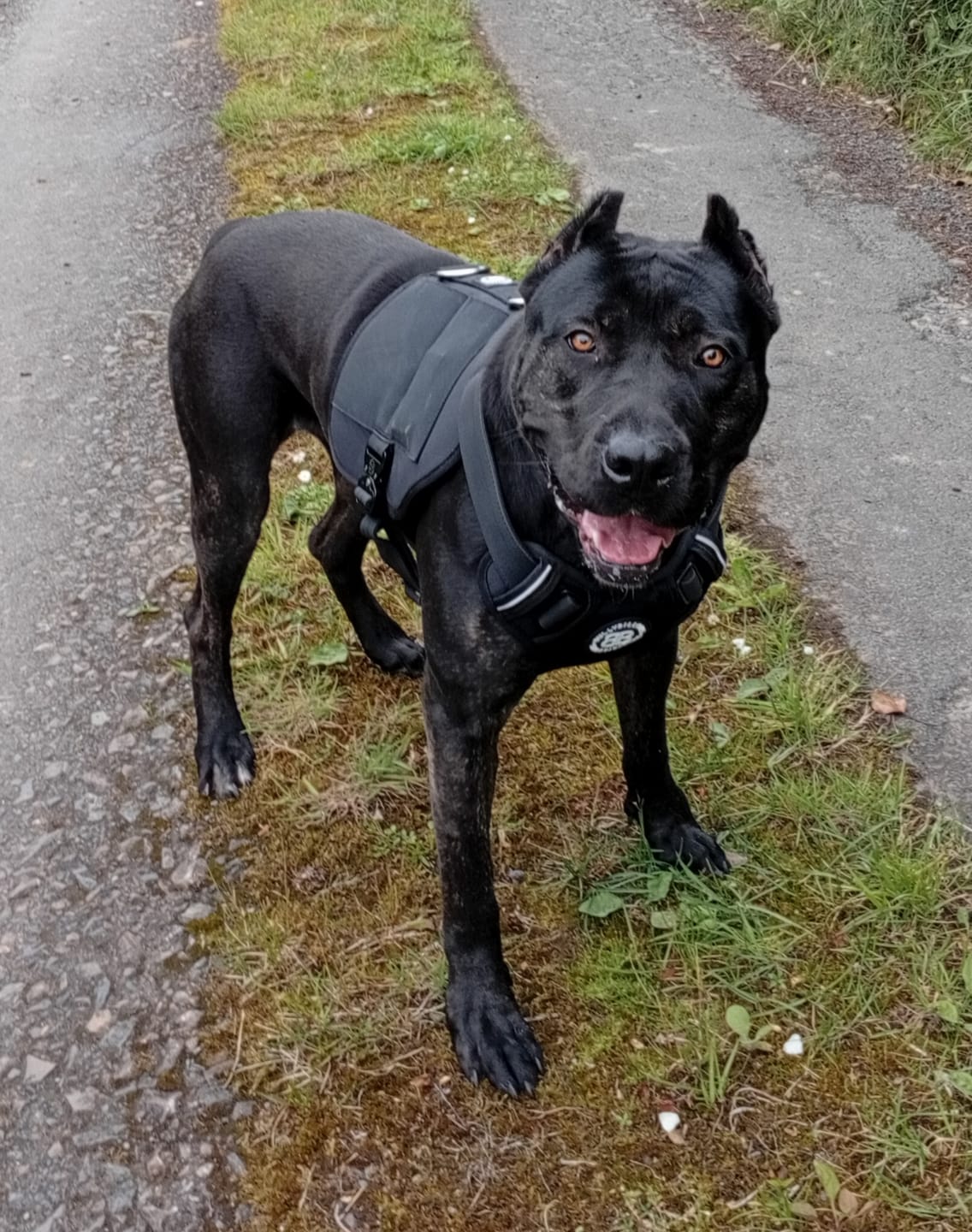 Customer photo review of Weight & Fitness Premium Harness | Health Enhancement - x5 Pockets - Black