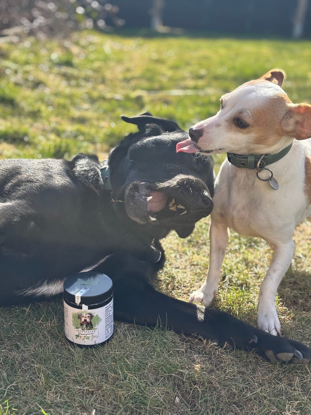 Customer photo review of PeppiPaste - Darmpower