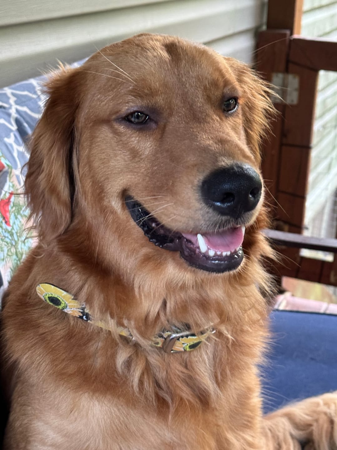 Customer photo review of Sunflower Dog Collar