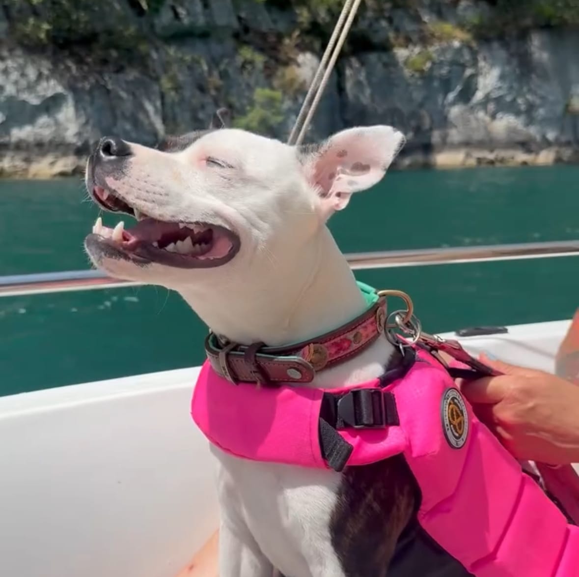 Customer photo review of Staffordshire Bull Terrier 1935® Life Jacket - Neon Pink