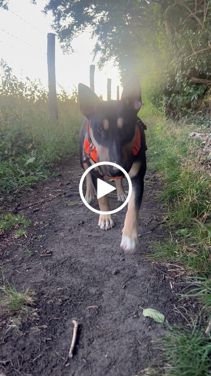 Customer video review of Comfort Premium Harness | Non Restrictive - Orange