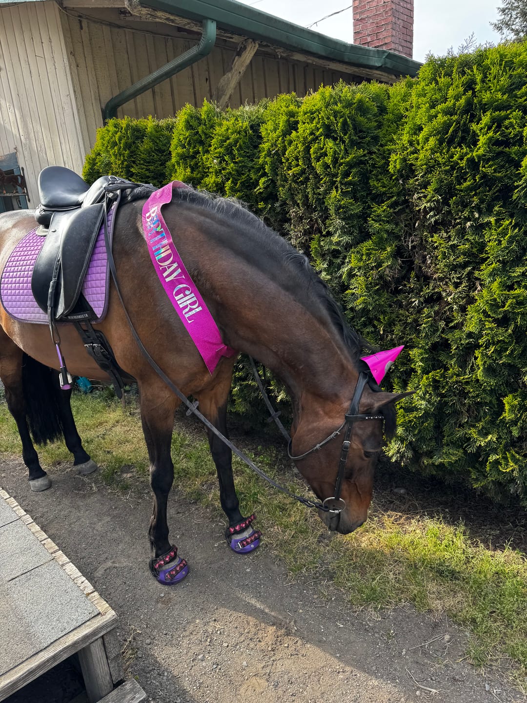 Customer photo review of Renegade® Viper Vivid™ Hoof Boots - Mystic Purple