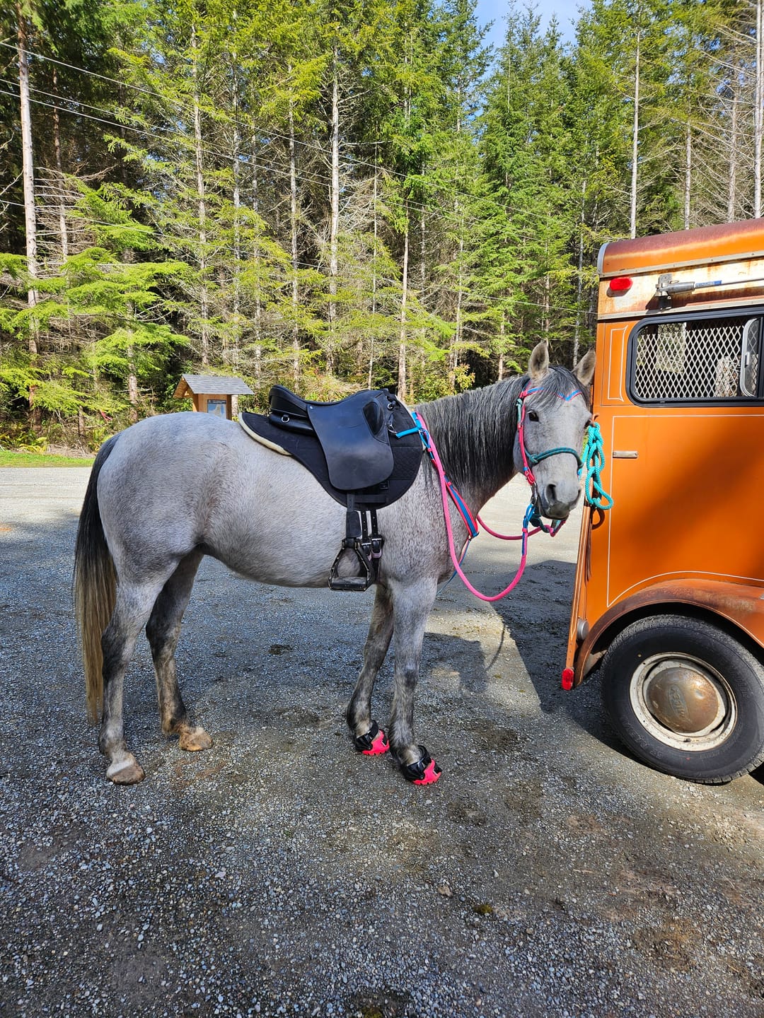 Customer photo review of Renegade® Viper Vivid™ Hoof Boots - Pink Passion