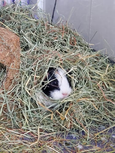 Customer photo review of Timothy Hay Box 'Soft Cut'