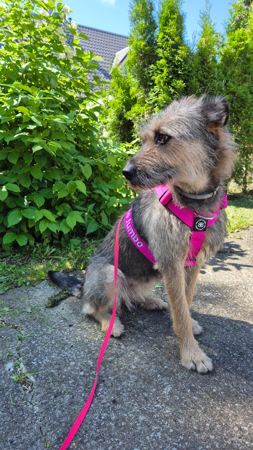 Customer photo review of Training Anti Pull TRI-Harness® | M-XL Breeds - Magenta