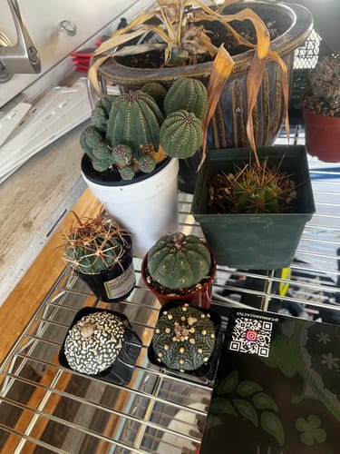 Customer photo review of Seedling Variety Packs | San Pedro Cactus Seedling Variety