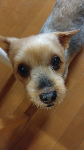 Customer photo review of FunFunPet 高機能ハーネス（お名前タグ作成サービス付き）