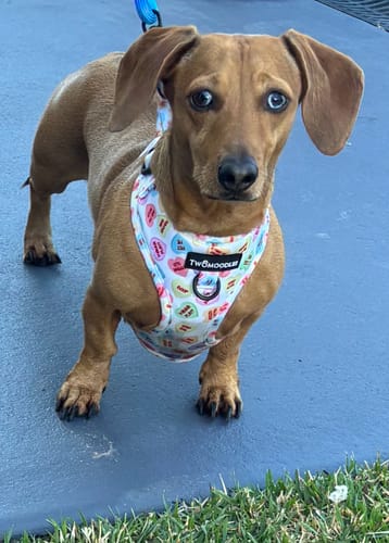 Customer photo review of HARNESS ADJUSTABLE - FAVEMUTTS